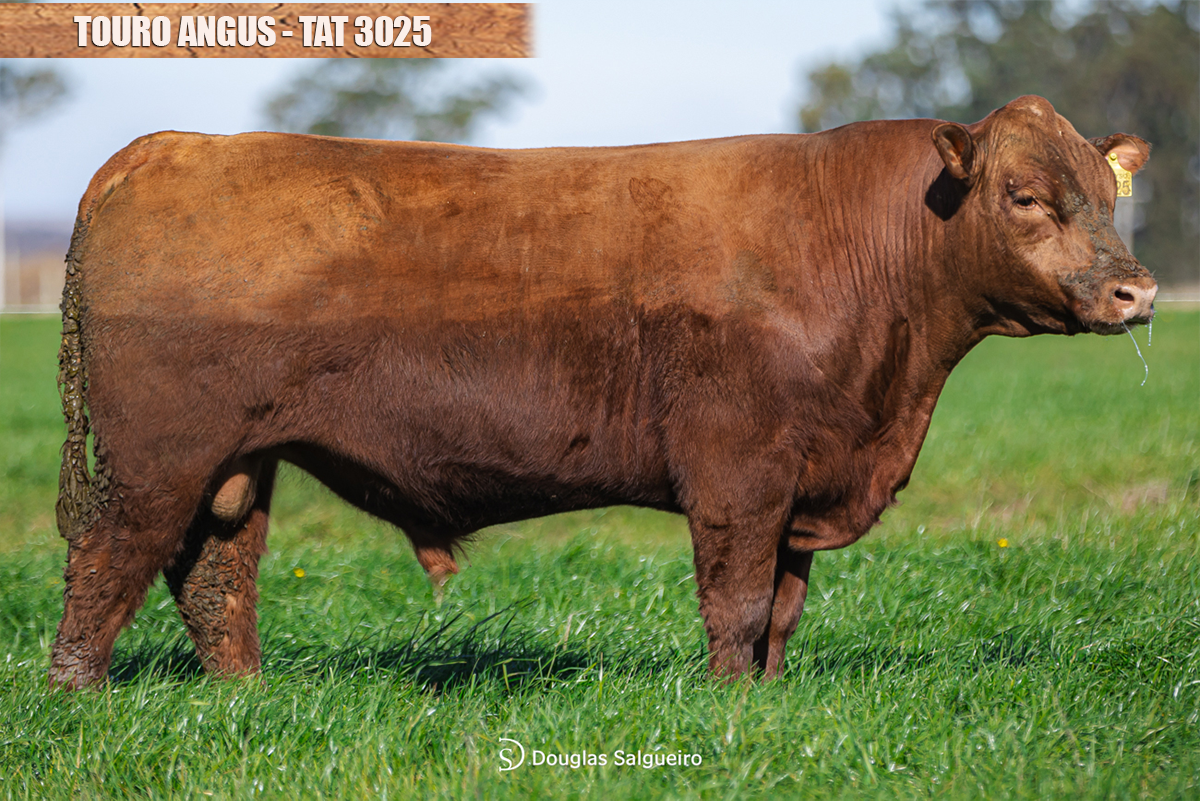 TOURO ANGUS - TAT: 3025