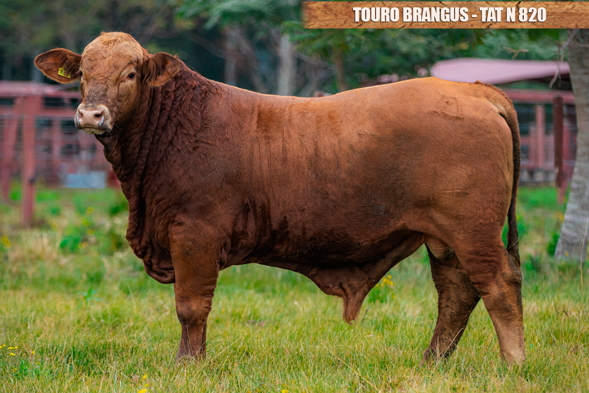 TOURO BRANGUS - TAT: N820