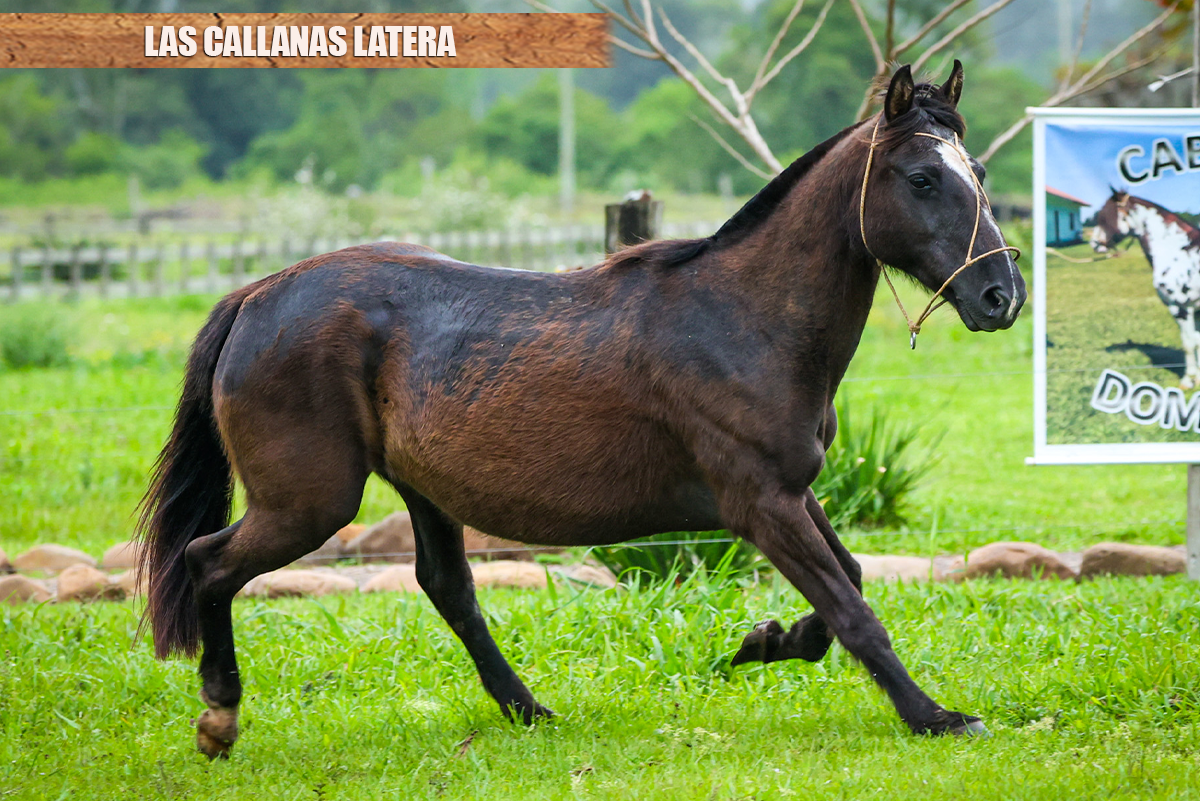 LAS CALLANAS LATERA
