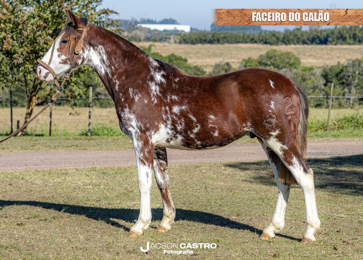 FACEIRO DO GALÃO